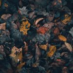 autumn-8620917_1920.jpg